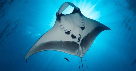 The Eco-Tourism Phenomenon: Swim with Manta Rays in Hawaii
